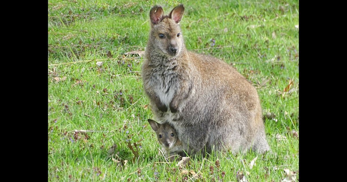 Baby Wallaby Goes Missing Overnight from Detroit Zoo: 'Very Shocking for All of Us'
