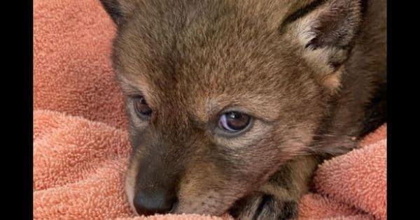 Family Saves Puppy on Side of Busy Road but Then Find Out They Could Have Been Exposed to Rabies