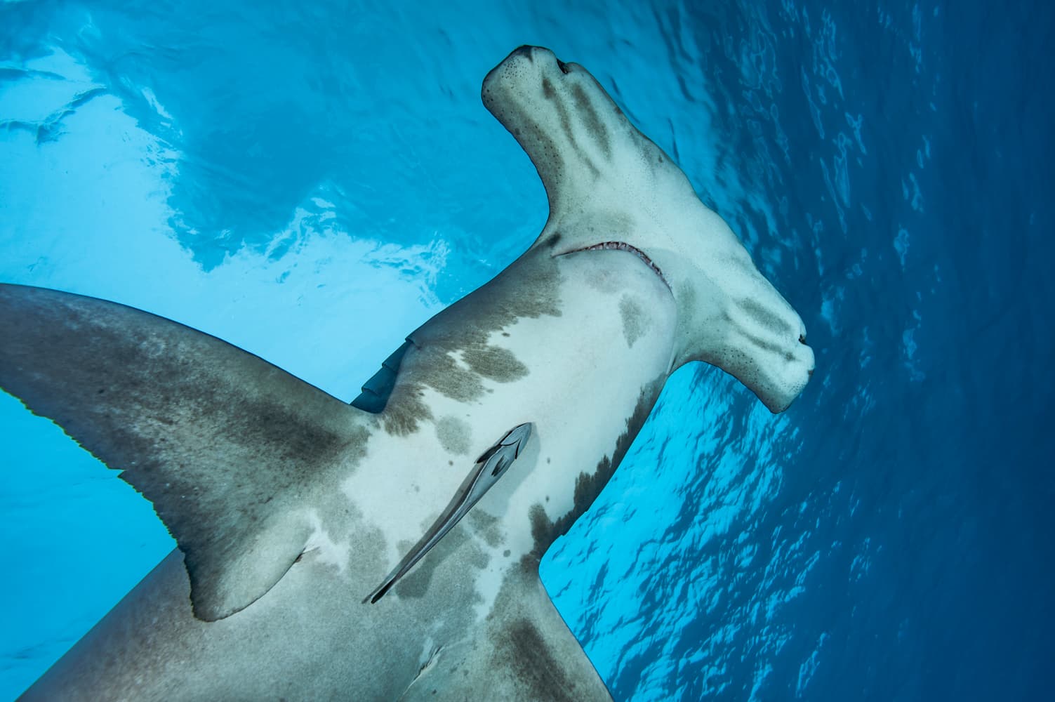 Viral Video Captures Huge Hammerhead Shark Heading Straight for a Beach