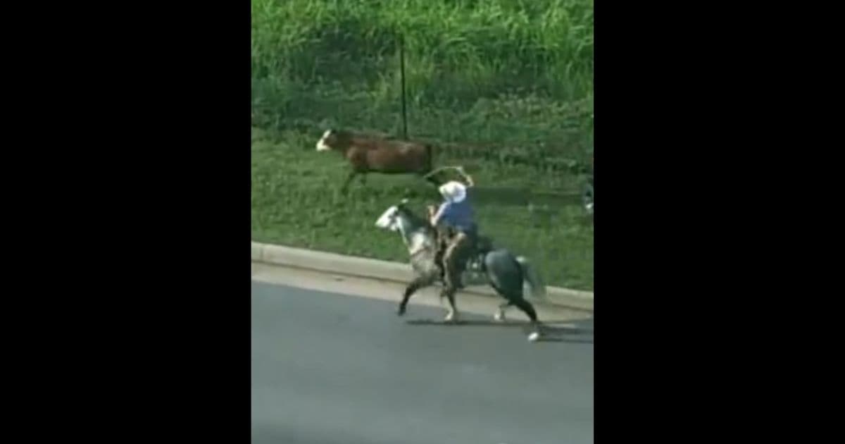 Real-Life Cowboy Lassoes Cow Running Loose on Oklahoma Highway