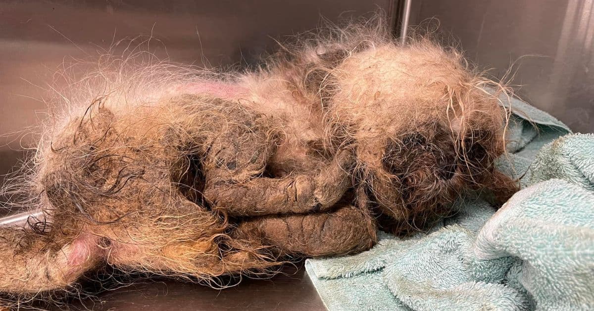 Maggots and Matted Hair: Dog Thrown Next to Rescue's Dumpster Endured Years of 'Neglect and Torment'