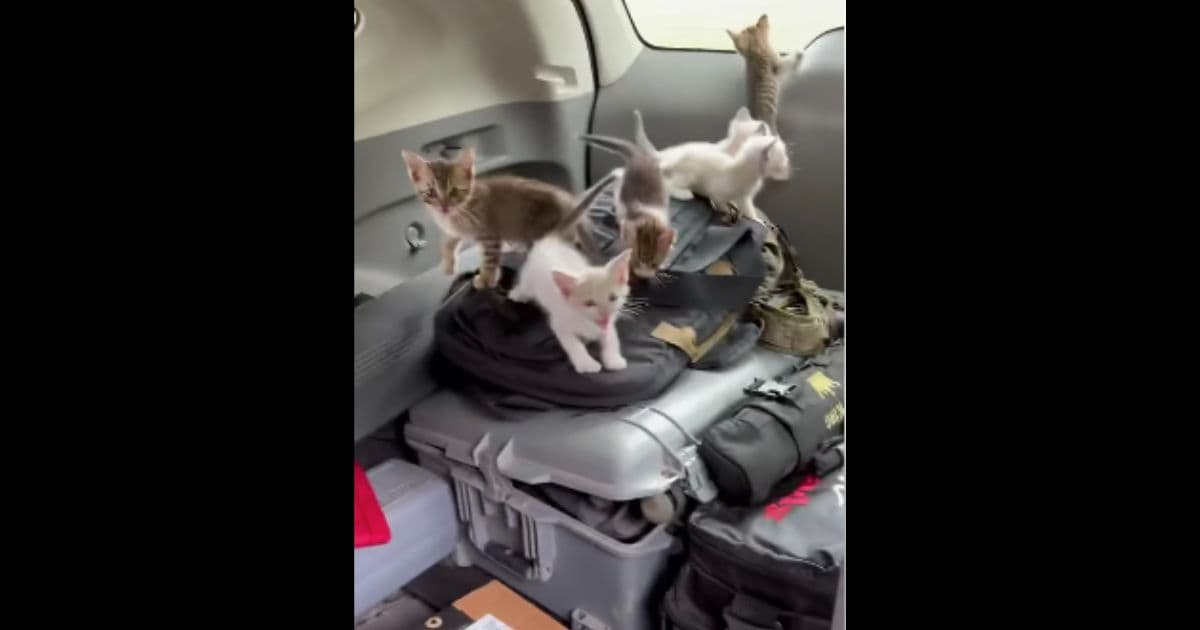 Man Headed to Shooting Range Stops to Rescue a Kitten in the Road, Gets Ambushed by 12 More