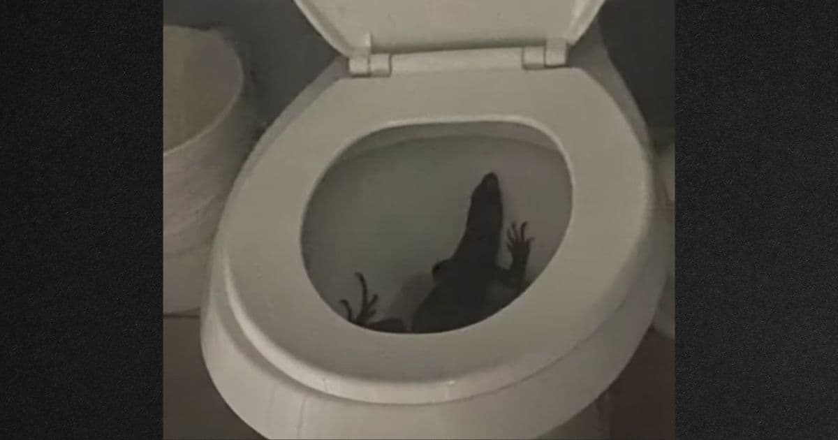 Vicious Spiny Iguana Found Hiding in Woman's Toilet, One of State's Worst Invasive Species