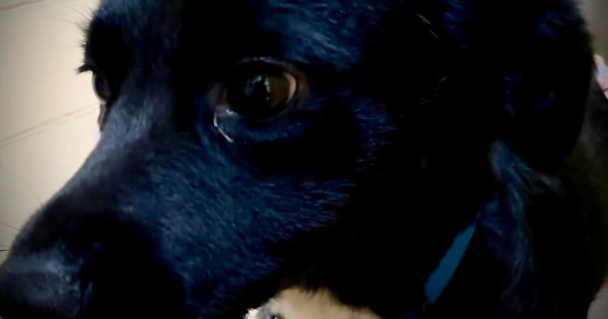 Hero Dog Saves Owner After 53-Year-Old Fell 70 Feet and Shattered Bones in Middle of Nowhere
