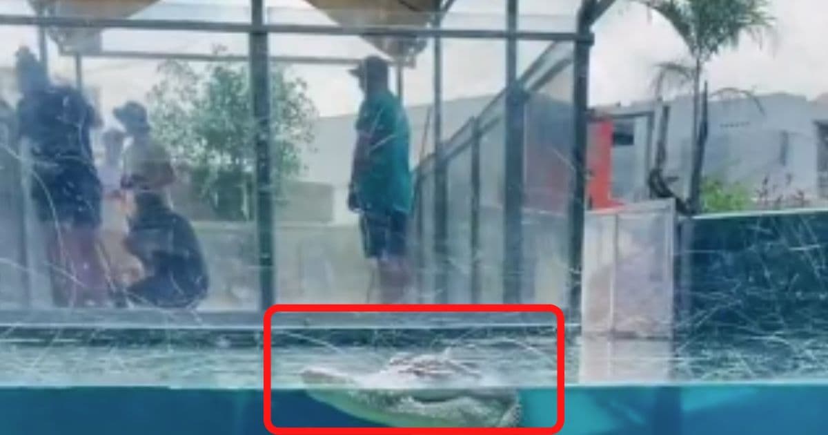 Viral: Crazy Video of What an Alligator Looks Like Underwater Gets Millions of Views