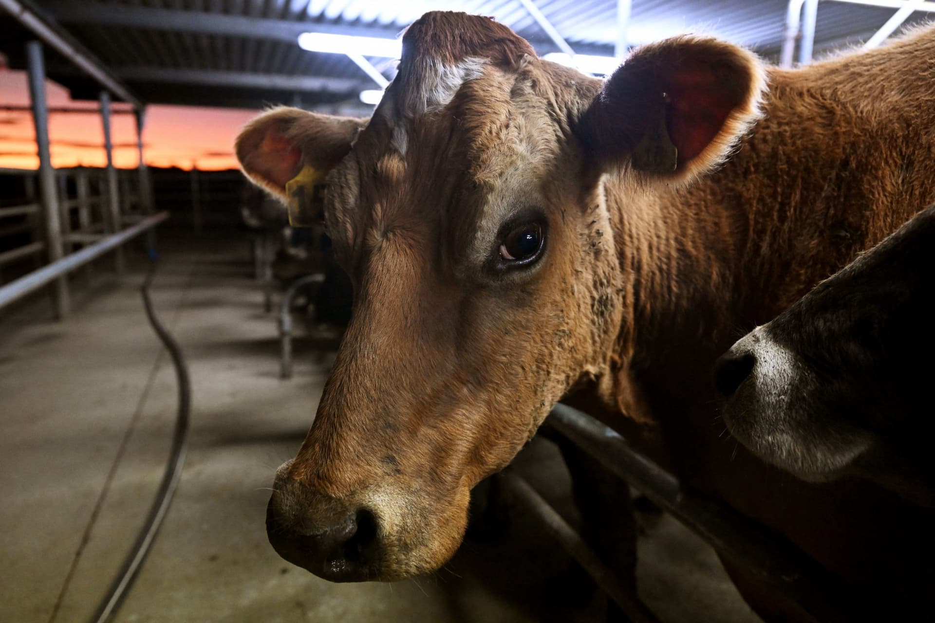 New Zealand Farmers Could Face a Tax for Greenhouse Gasses Animals Make