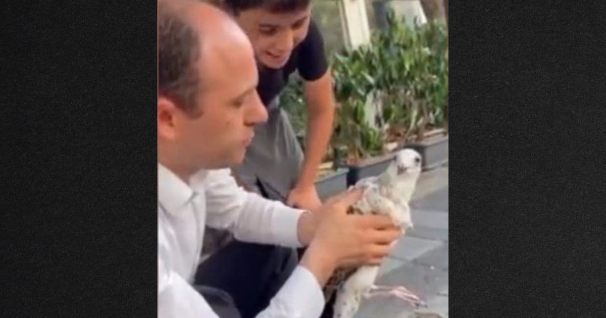 Watch: Man Taunts Seagull While Holding it, Makes Biggest Mistake of His Life
