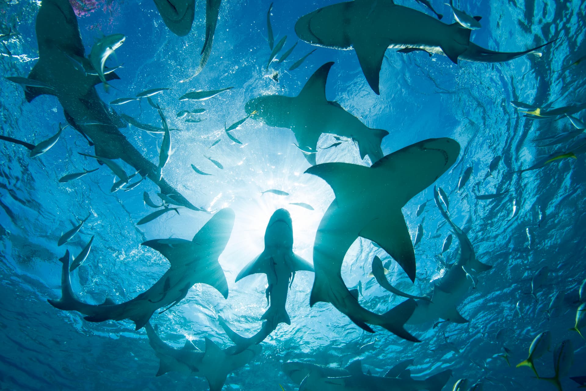 ‘Cocaine Sharks’ Believed to Have Feasted On Drugs
