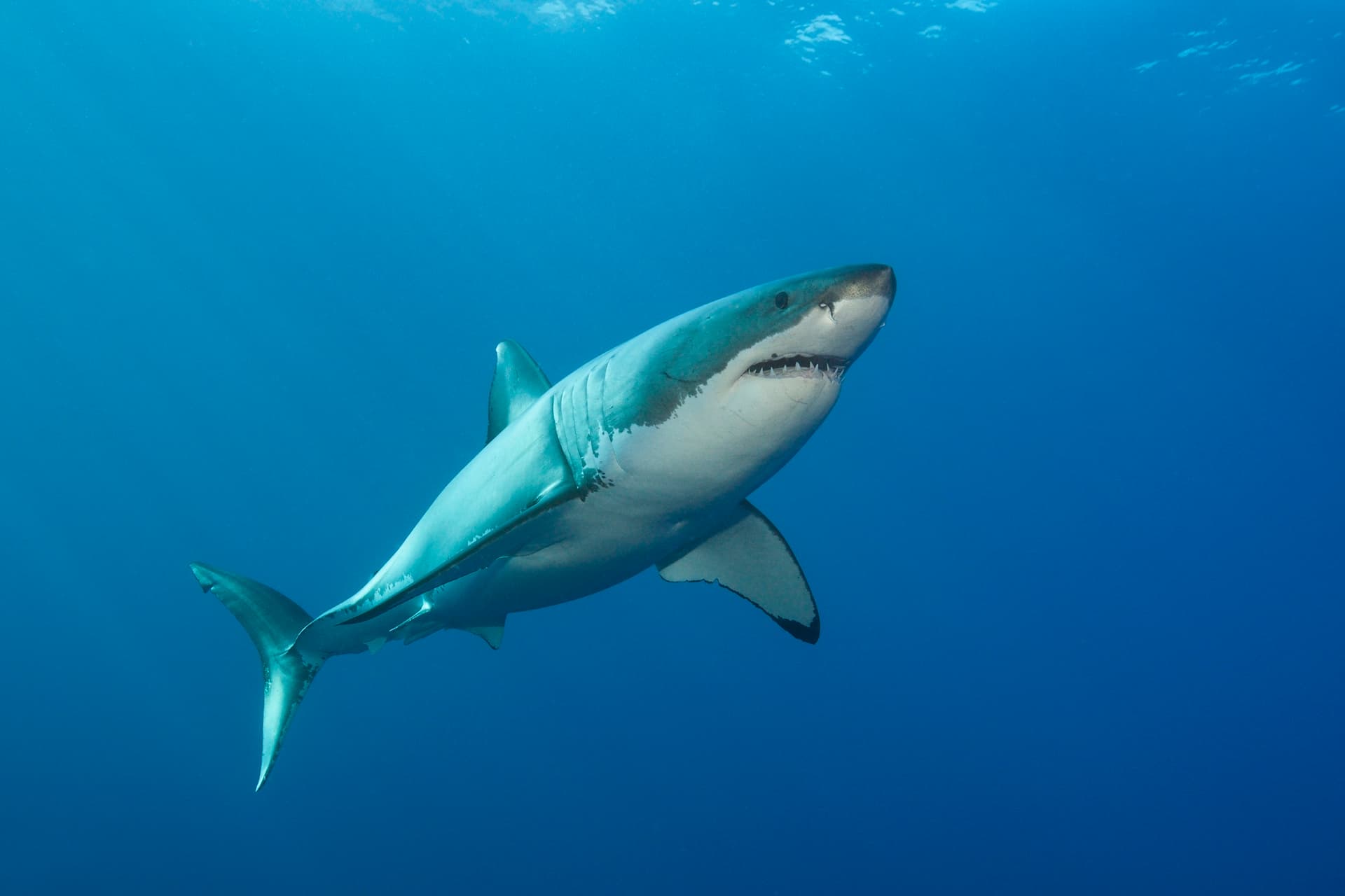A Pair of Great White Sharks Traveling Together Is Confusing Experts: ‘Seem to Be Buddies’