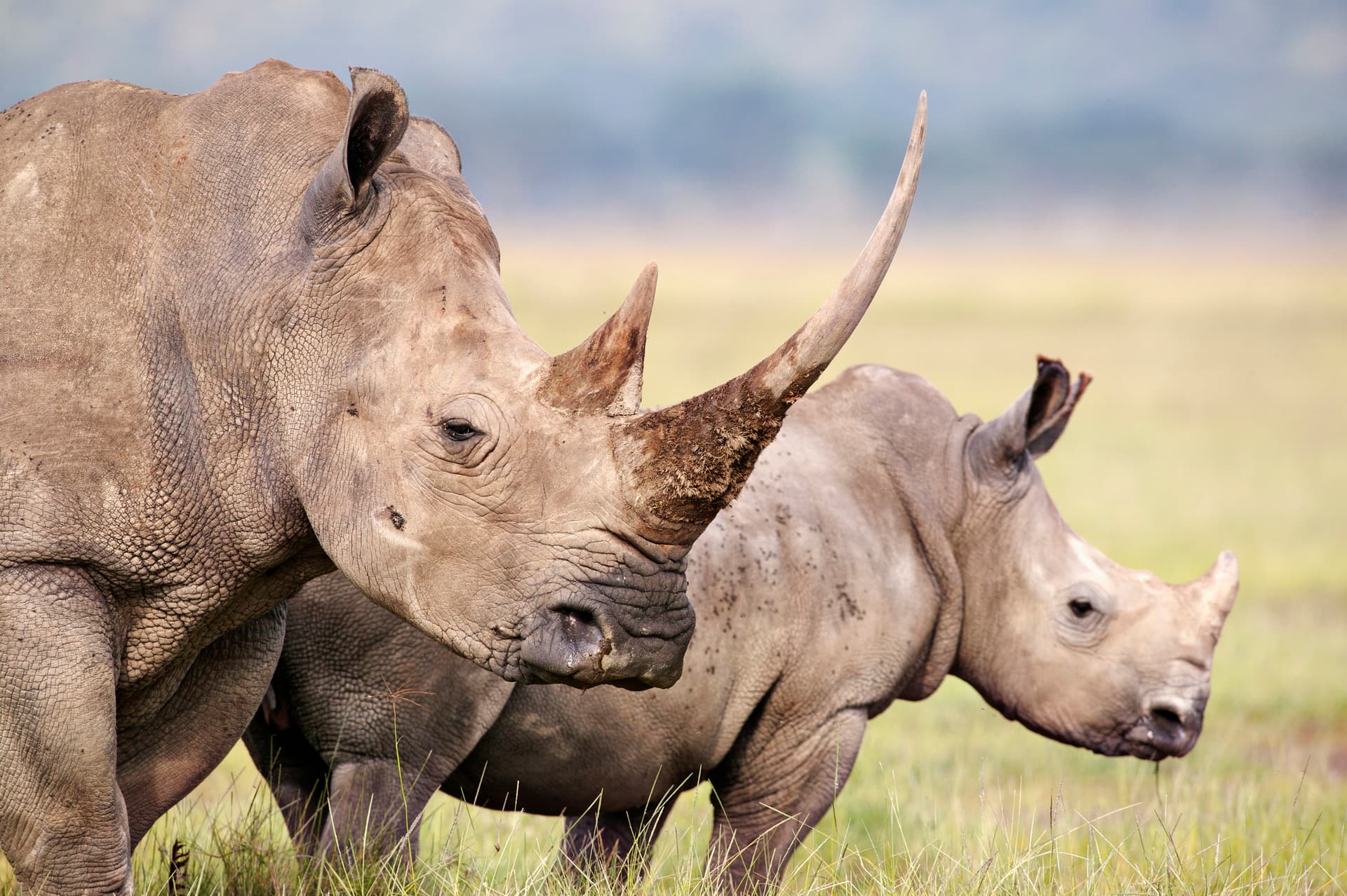 African Parks Rescue 2,000 Rhinos for Rewilding Project