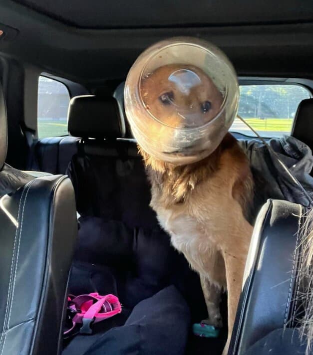 Dog Rescued After 3 Days With Head Stuck in Cheese Ball Bucket, Now Named ‘Cheeto’
