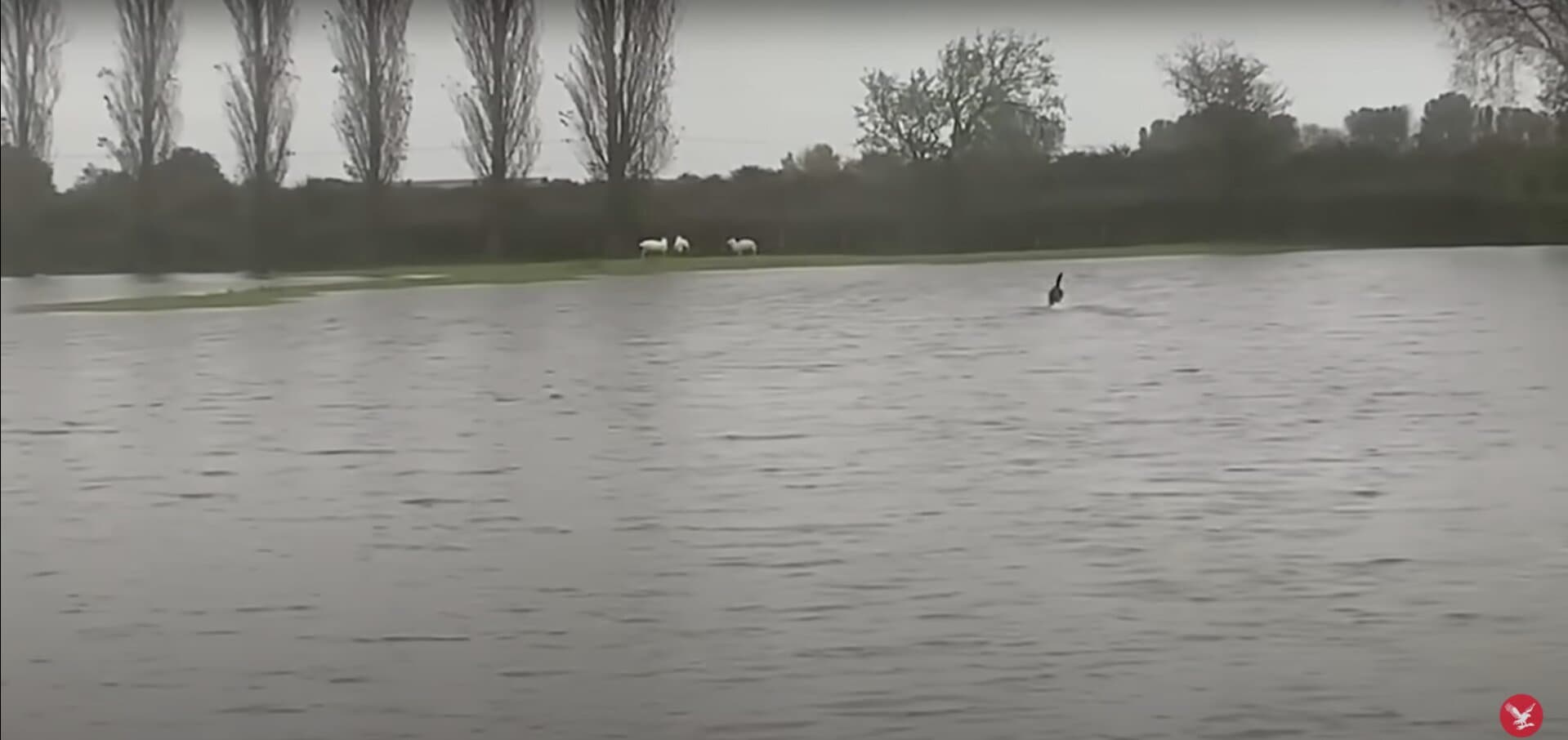 Sheep Stranded in Flood Saved by Heroic Dog