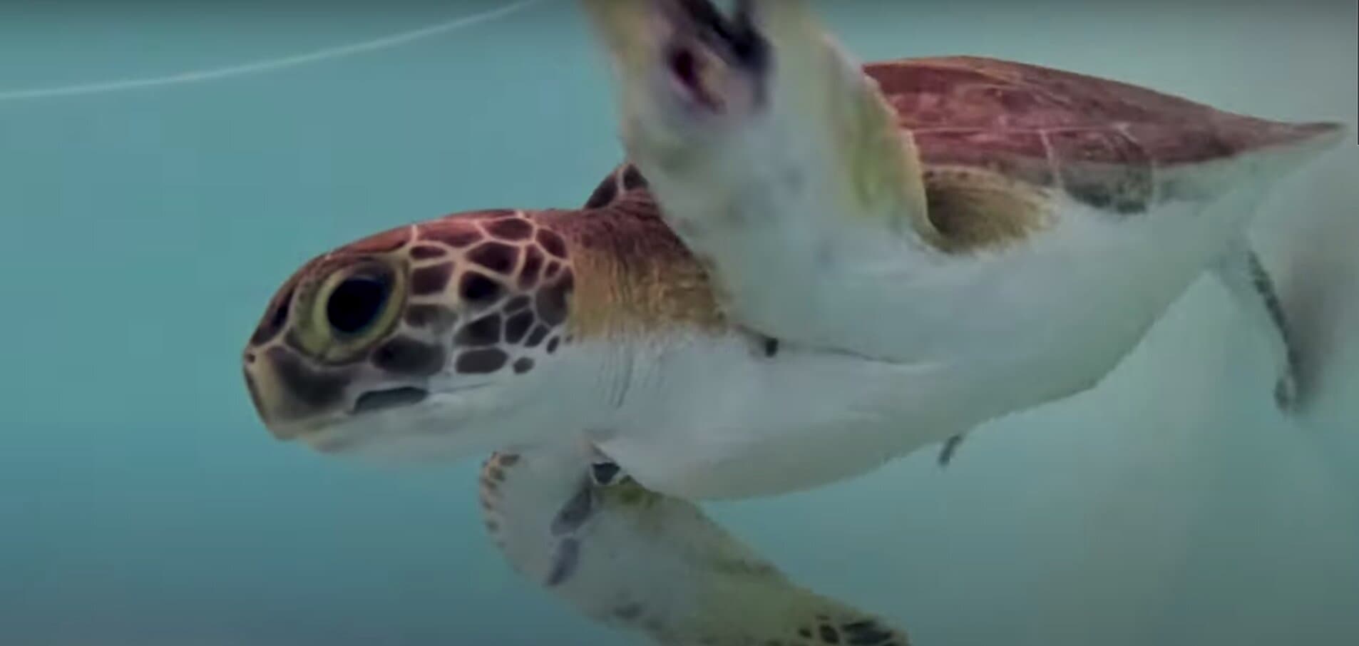 Sea Turtles Released Back Into the Wild After Recovering From Injuries