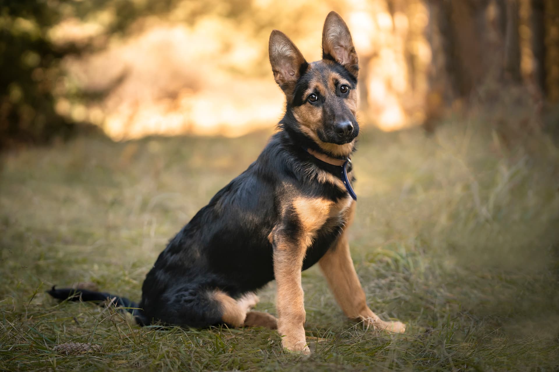 Couple Reschedules Wedding to Adopt a Puppy