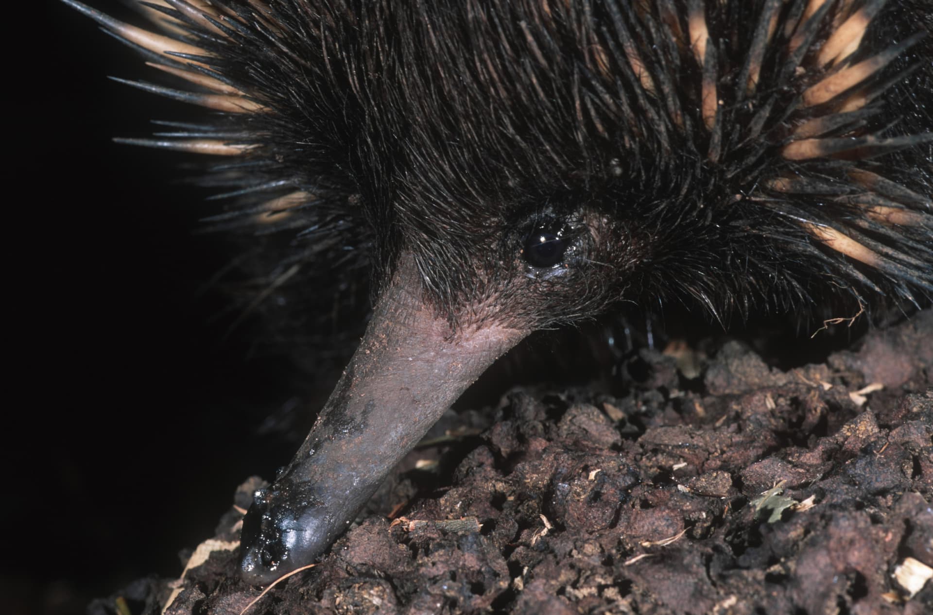 ‘Lost Echidna’ Feared Extinct Found Alive for the First Time in Six Decades