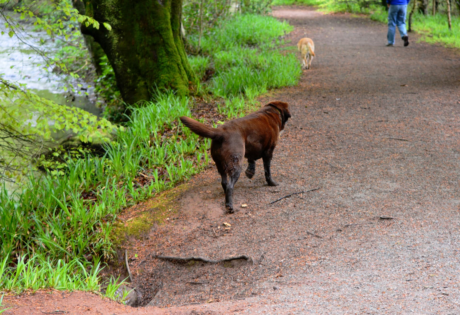 Missing Dog Found By Hikers After 2 Months on the Loose