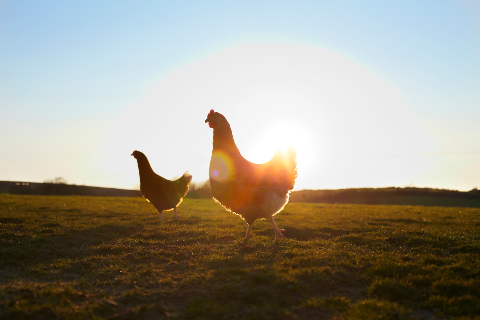 Shoe Collection Helps Injured Chicken Walk