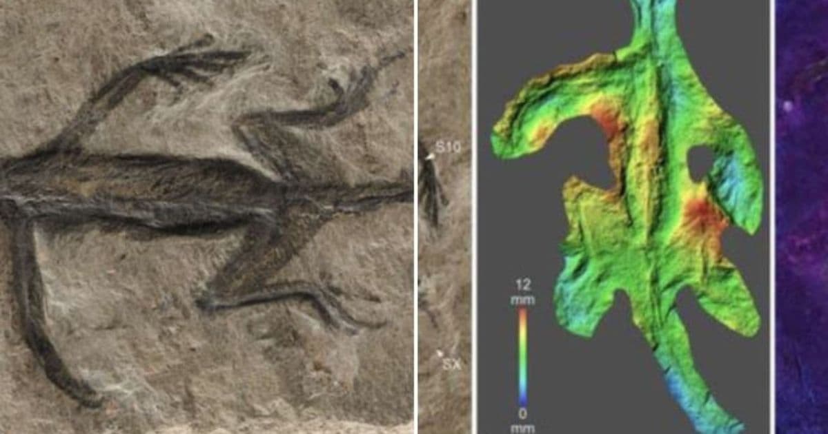 Paleontologists Just Took a Closer Look at Renowned Fossil from 1930s, Realize Science Has Been Fooled for Nearly a Century