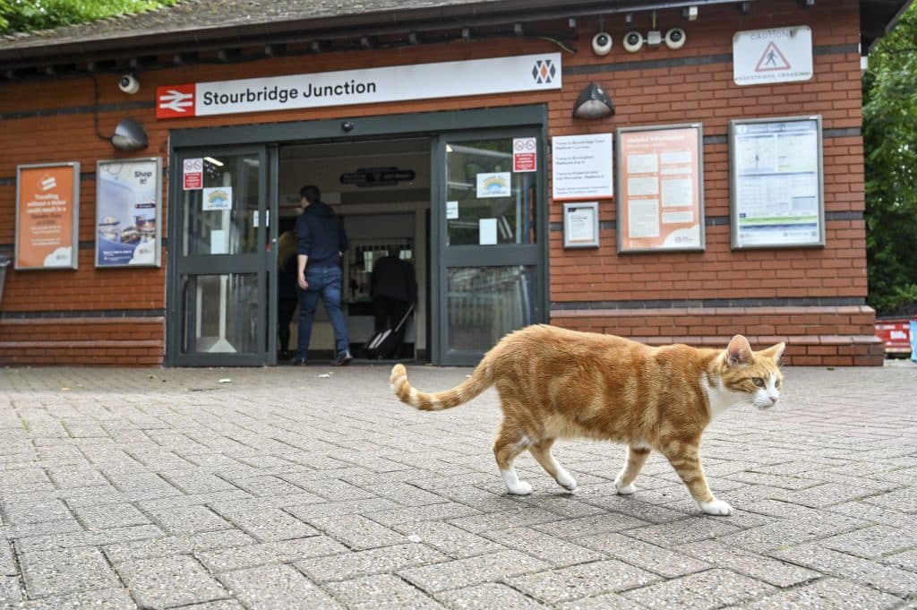 Feline Phenom: Train Station Cat George Captivates Global Fans‌
‌