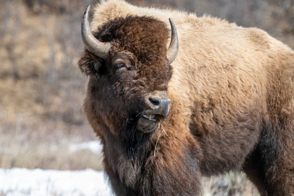 Florida Man Gored By Bison At Yellowstone National Park