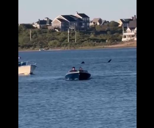 Video: Massive 20-Foot Shark Spotted Off Rhode Island Coast