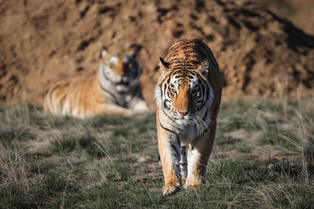 ‘Tiger King’ Associate Killed During Performance at Oklahoma Tiger Preserve