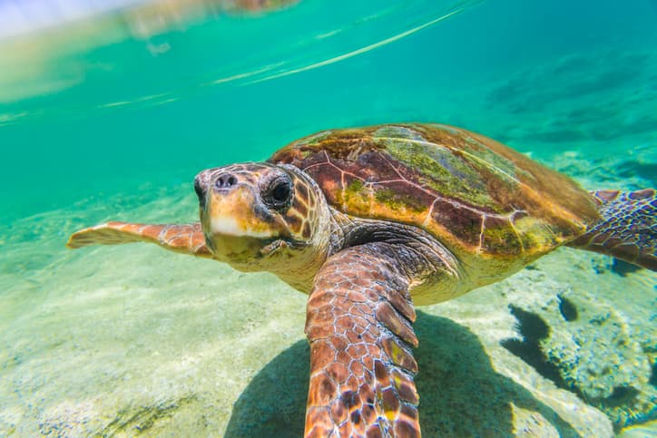 Rescued Loggerhead Sea Turtle ‘Swim Shady’ Released After Near-Fatal Boat Strike