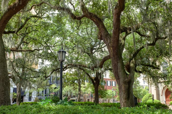 Savannah Woman Suffers Devastating Acid Attack, FBI Offers Reward as Hunt Intensifies