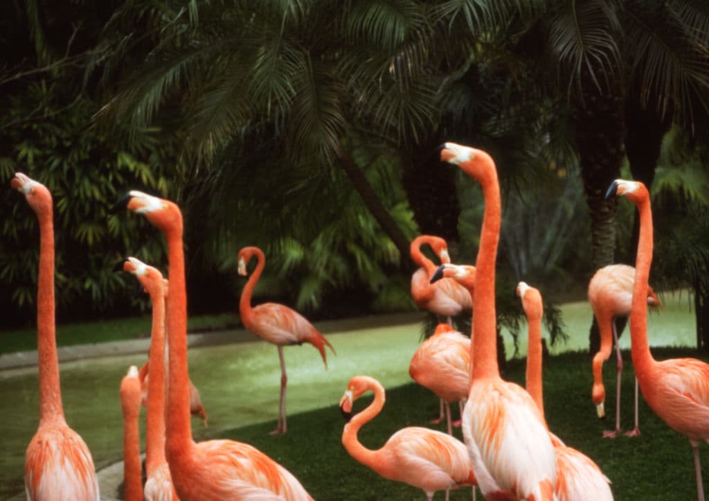 Canadian Accused of Torturing Flamingo in Las Vegas