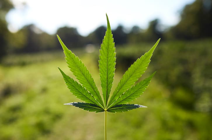 Trump Admin Relabels Marijuana ‘Less-Dangerous’ Drug