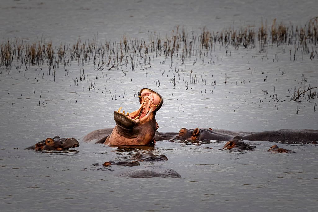 Colombia Moves to Cull ‘Cocaine Hippos’ as Population Surges
