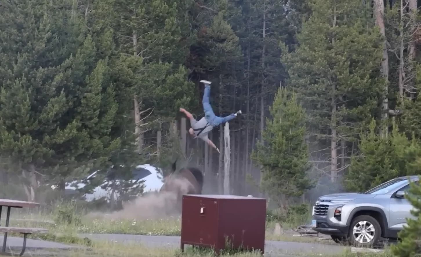 Yellowstone Tourist Thrown Into Air by Charging Bison in Shocking Video
