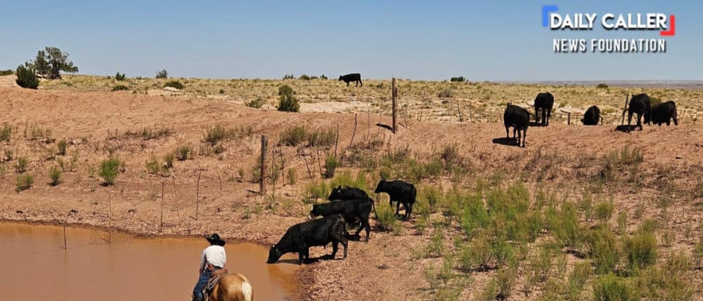 Ranchers Say Beef Market Has ‘Been Hell’ As Trump Announces Plan To Try And Help