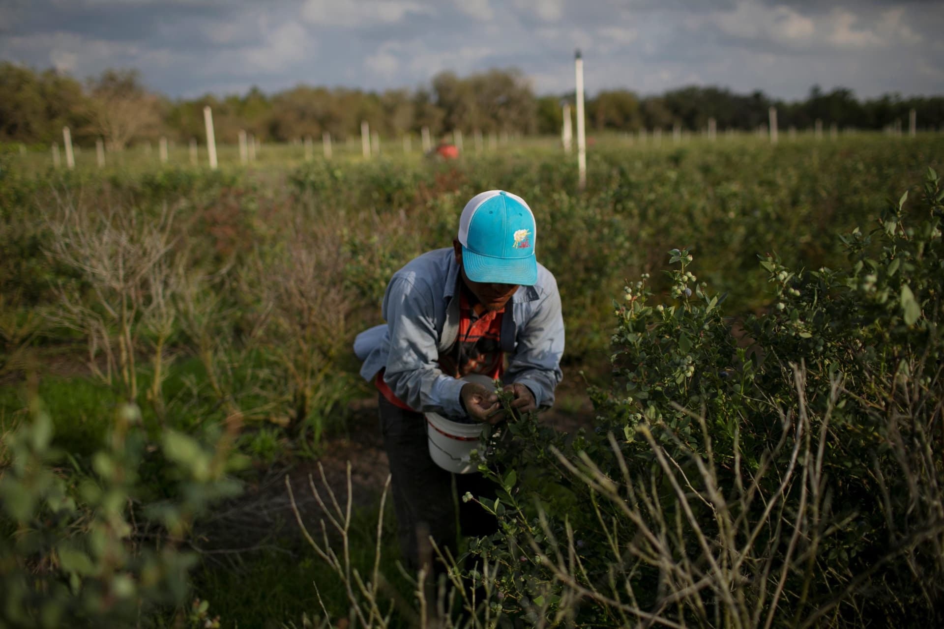 Canada, U.S. Farms Face Crop Losses Due to Foreign Worker Delays