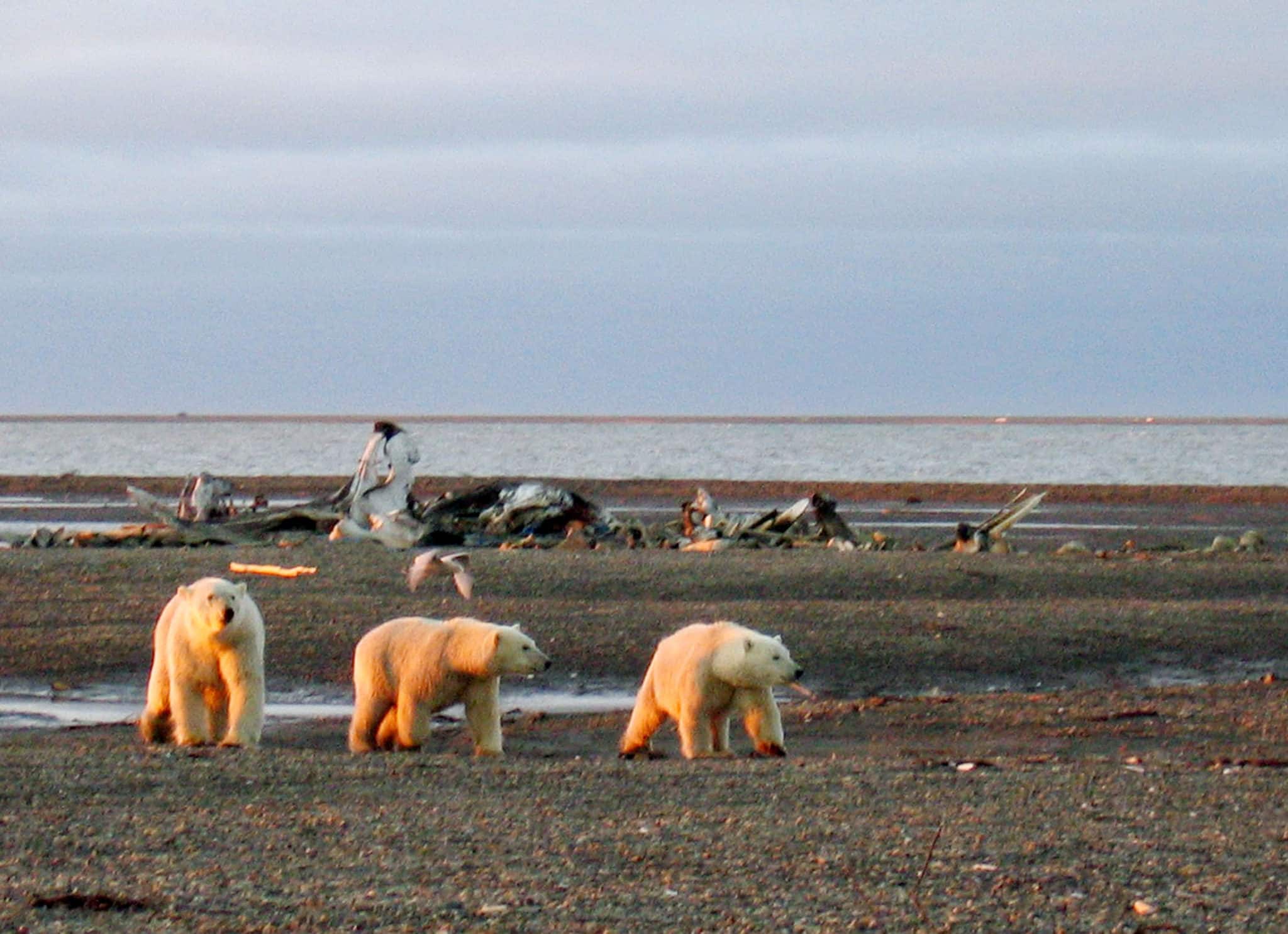 Trump Administration Approves Oil Leasing in Alaska Wildlife Refuge