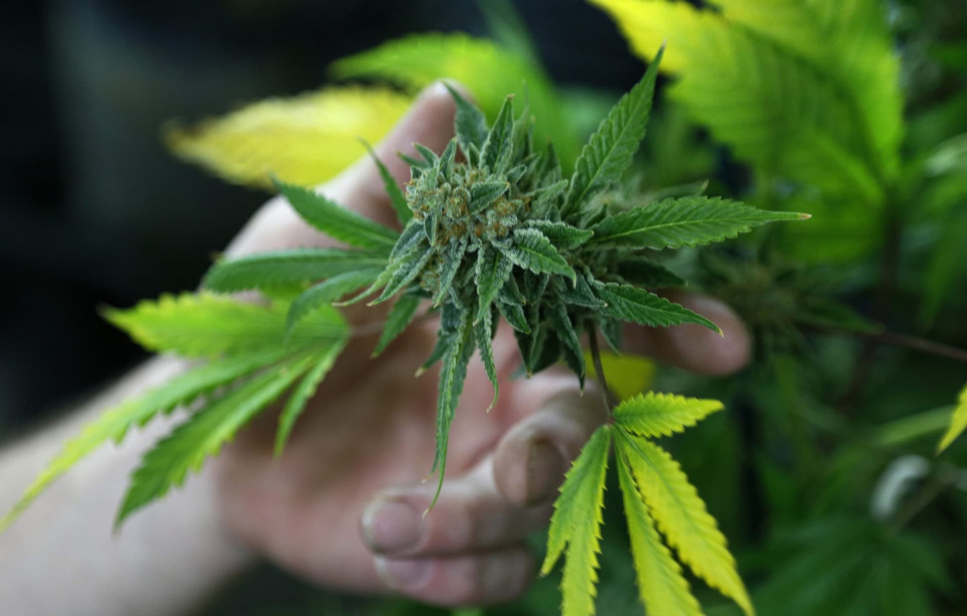 Weed Stocks Surge as Kamala Harris Vows To Decriminalize Pot in Debate