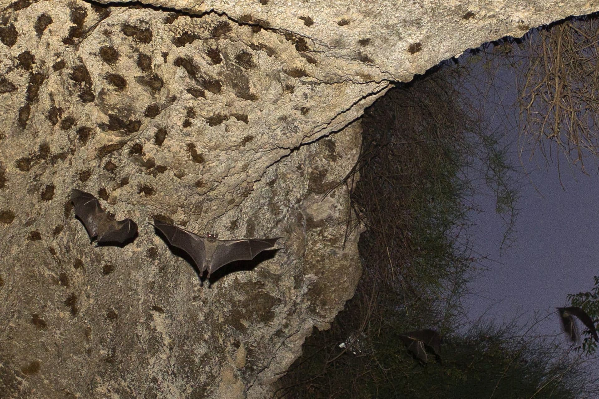 WHO Says COVID Likely Passed From Bats To Humans Through Another Animal: AP