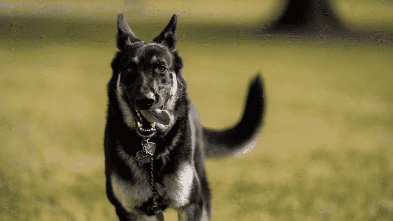 WH Has No Comment on ‘Dog Bites Man’ Report Involving Biden’s Rescue Pet