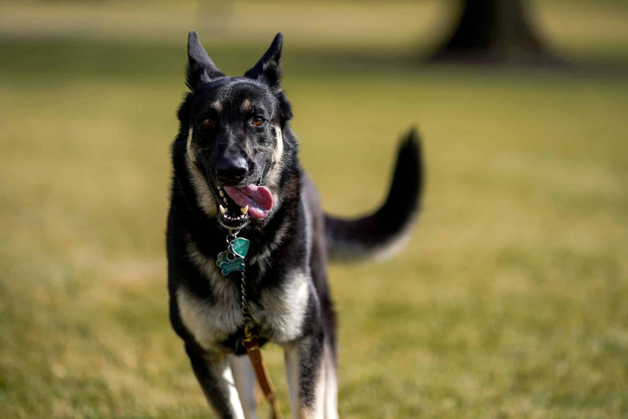 White House Announces Death of Biden Family Dog, Champ