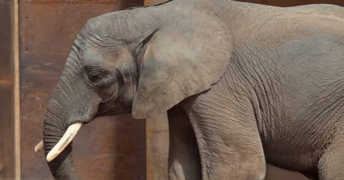 Beloved 9-Year-Old Zoo Elephant Dies After Contracting 'Devastating' Viral Disease