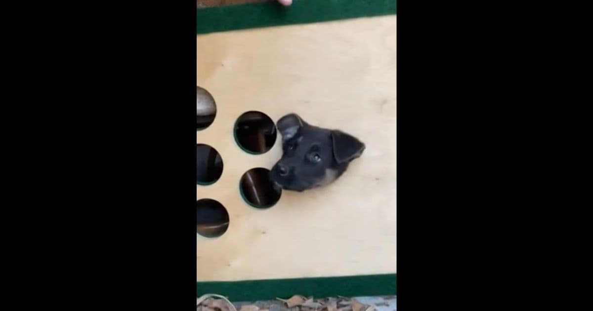 Family Forced To Call Police After 10-Week-Old Puppy Gets Head Stuck in Cornhole Board