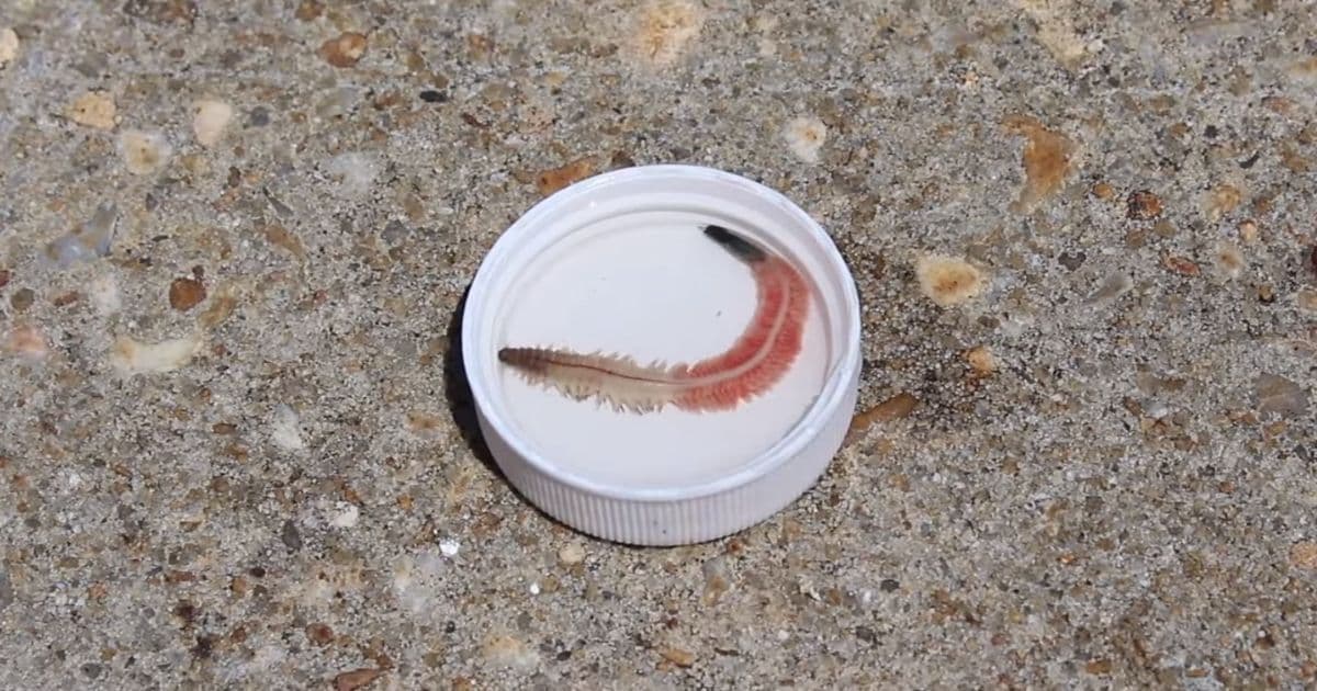 Experts Warn Not to Swim with Strange Worms Infesting South Carolina Coast