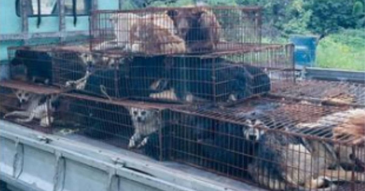 68 Dogs Rescued After Being Crammed Into Cages on Truck, Intercepted on Way to Dog Meat Festival