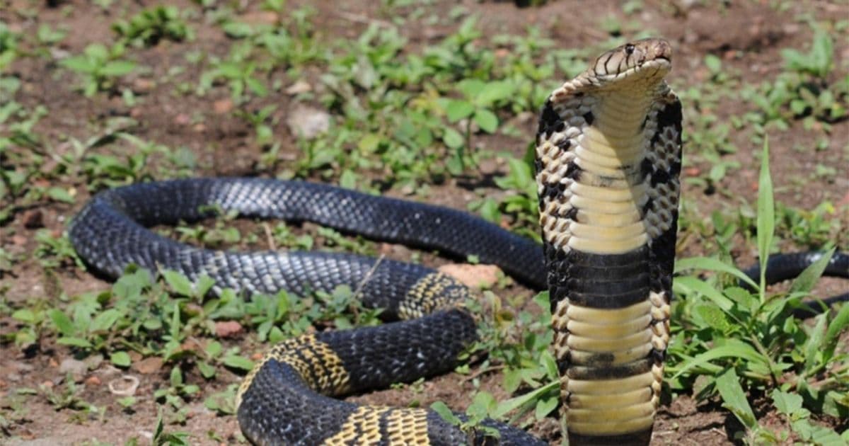 Police Warn Residents of Texas Town: Watch Out for Venomous Snake on the Loose