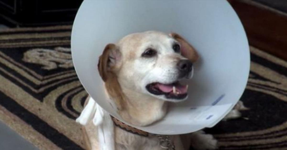 South Carolina Man Wrenches Dog Out of Alligator's Death Grip, Then Runs for His Life