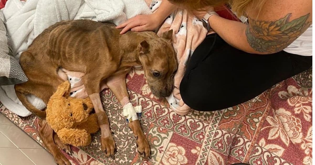 Abused Dog Found Starving and Battling Infection Now Fighting for Her Life in the ICU