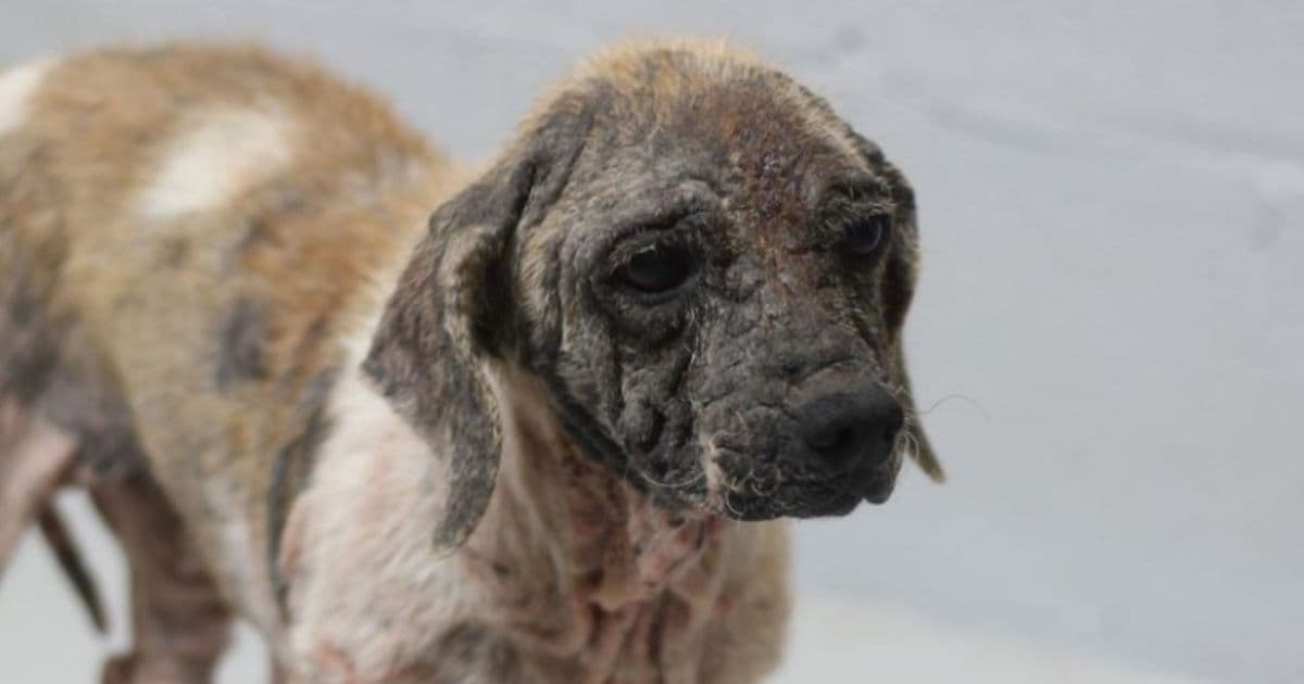 24 Dogs Rescued from Horrific Hoarding Situation, Found Living in Pens Littered with Feces and Skeletons