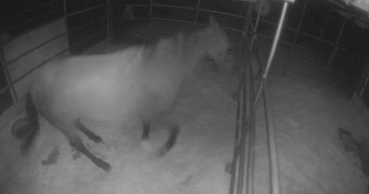Outrage After Man Catches the Moment His Horses Are Abused on Camera