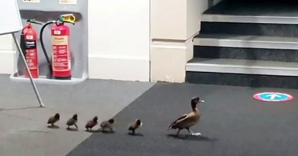 Caught on Camera: Adorable Moment Ducklings Redirected After Waddling Into Library