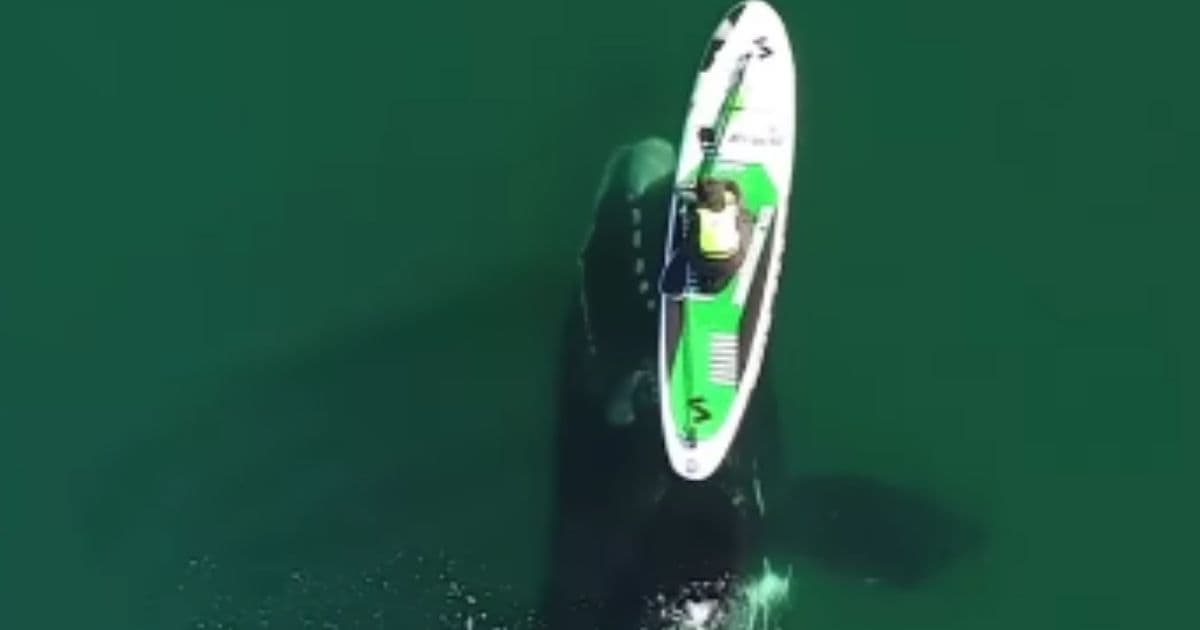 Paddle Boarder Gets Nudge from Whale Below the Surface, 'Didn't Feel Fear'